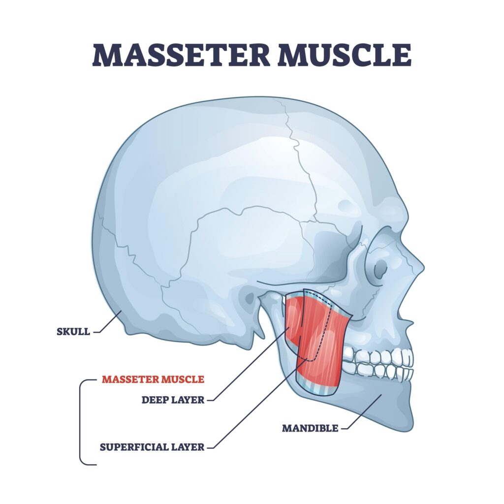 Masseter muscle as mastication anatomical muscular system outline diagram. Labeled educational medical scheme with deep and superficial layer location in head vector illustration. Skull and mandible.
